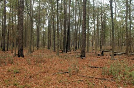 Georgia Reed Bingham State Park Forest