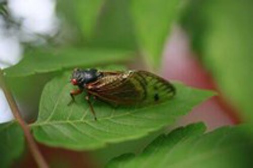 Cicada on a leaf