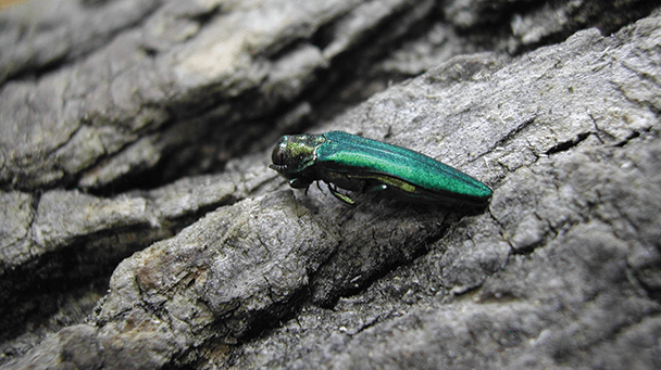 Pest And Disease Center Eab Sideimage 608X341