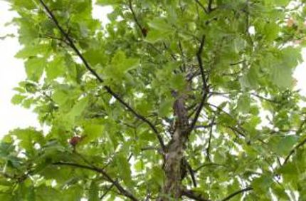 tree canopy