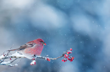 Bird