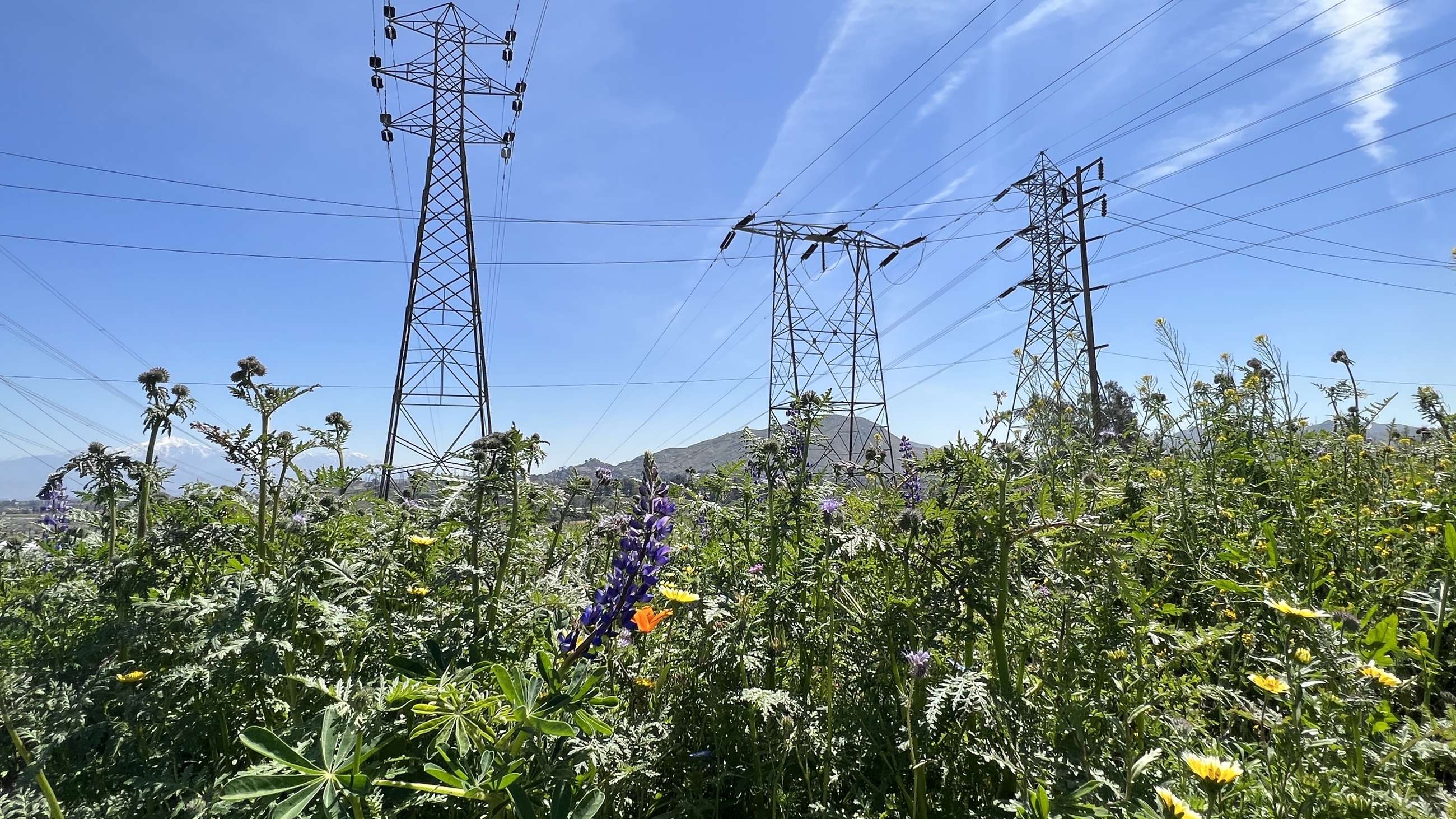 Optimizing Right-of-Way Performance Through Integrated Habitat Management