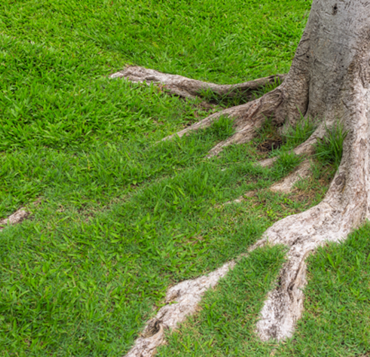 Exposed Tree Roots Resized