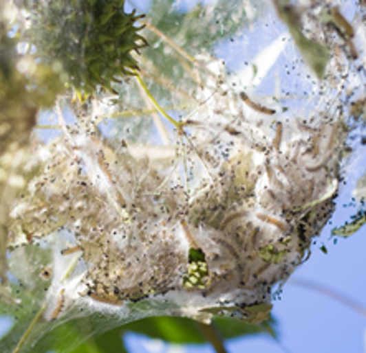 Tree Pests & Diseases Control & Treatment | Davey Tree