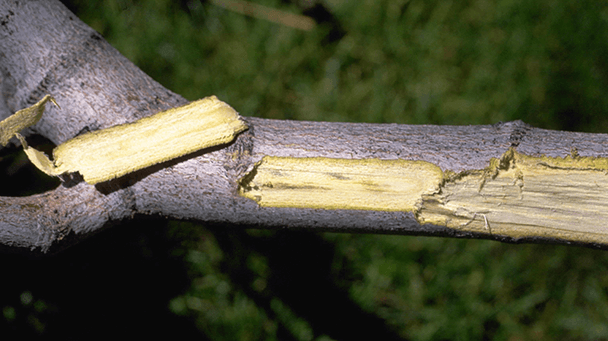 Pest And Disease Center Vascular Wilt Disease Sideimage2 608X341