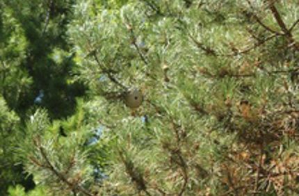 220Th Sm Cvl2d3wgrhp170kc