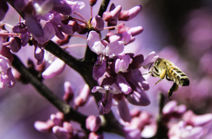 Davey Tree Redbud + Bee