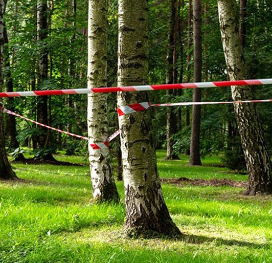 Treee Protection Flagging Tree Preservation & Protection | Davey Resource Group | Davey Tree