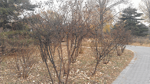 Pest And Disease Crape Myrtle Bark Scale Sideimage2 608X341