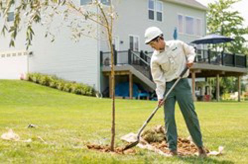 Tree planting with Davey