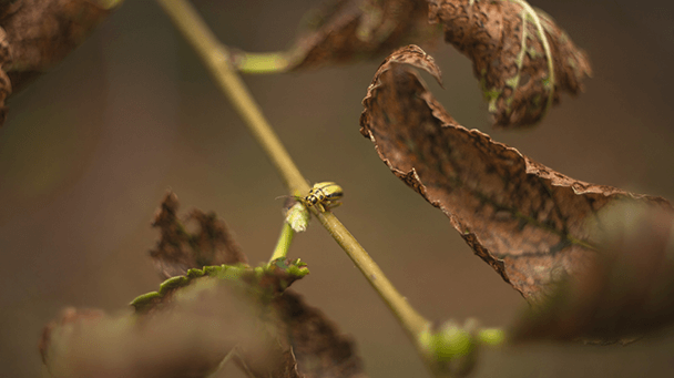 Pest And Disease Center Elm Leaf Beetle Sideimage2 608X341