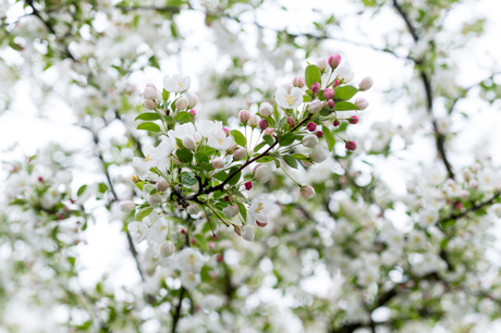 A close view of white-flowering tree branches.