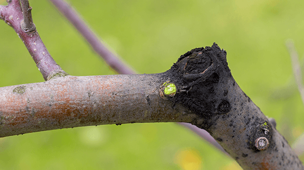 Pest And Disease Botryosphaeria Sideimage 608X341