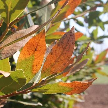 Tree With Transplant Shock Brown Leaves On New Tree Davey Tree