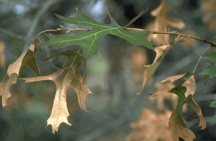 Pest And Disease Center Vascular Wilt Disease Banner 1440X500