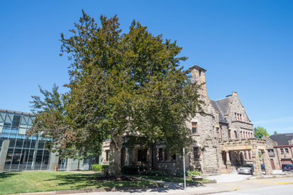 A large beech tree with green foliage standing tall in front of a stone building.