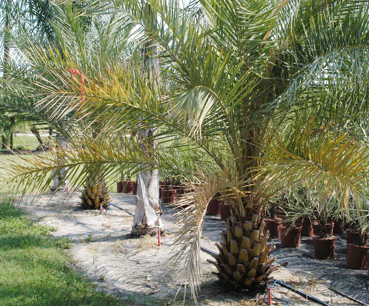 5475313 SMPT Lethal Bronzing3