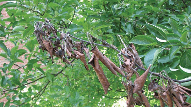 Pest And Disease Center Fire Blight Sideimage 608X341