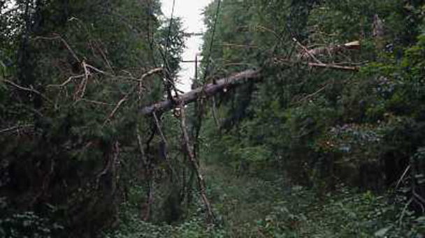 Storm Damage Utility Lines001