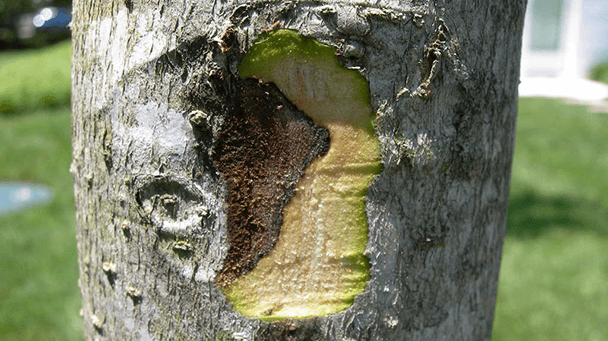 Pest And Disease Canker Sideimage3 608X341