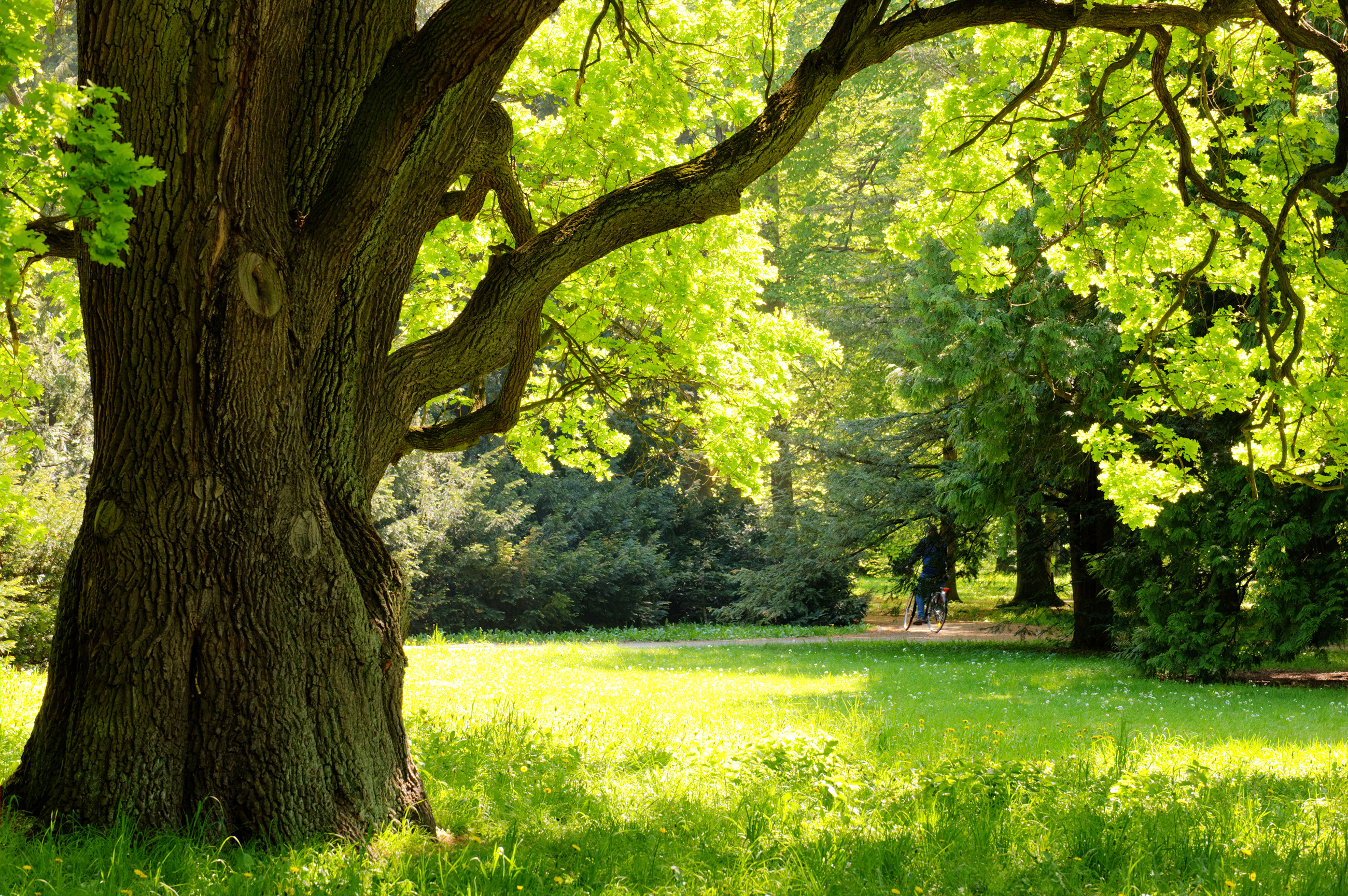 Summer Oak Trees