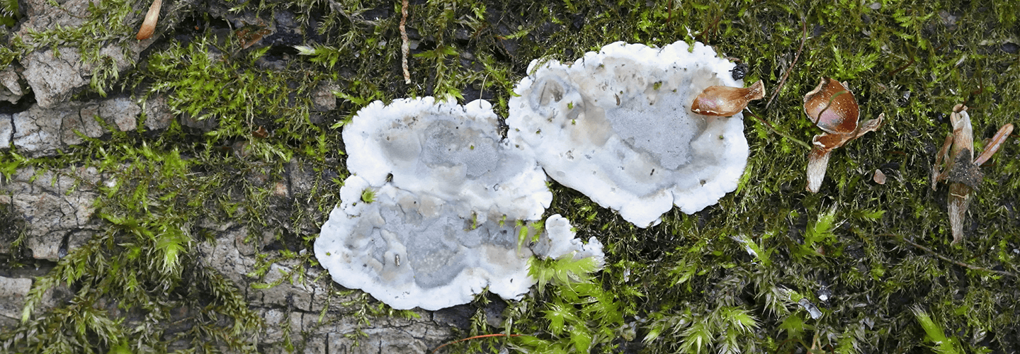 FUNGUS 完売間近！！ Kretzschmaria deusta: Brittle Cinder Fungus | Davey Tree