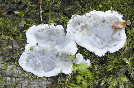 Pest And Disease Brittle Cinder Fungus Banner 1440X500