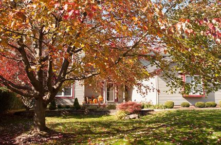 fall trees