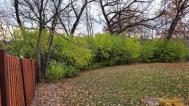 Environmental Pp Buckthorn Sideimage2 608X341