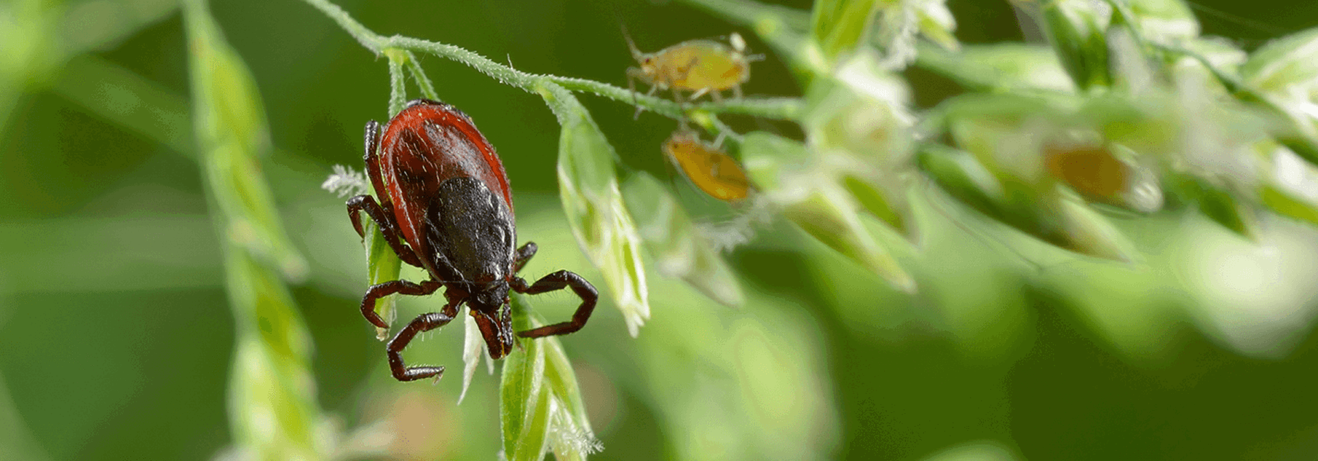 Ticks: What Does a Tick Look Like | Davey Tree