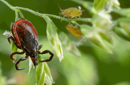 Pest And Disease Tick Control Banner 1440X500