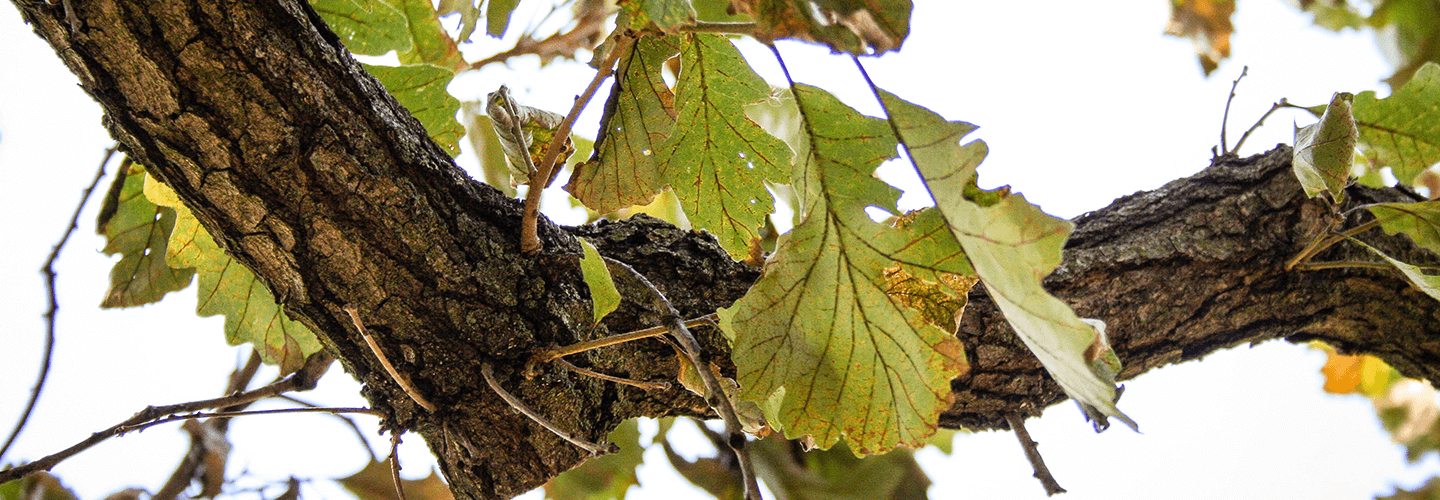 Pest And Disease Bur Oak Blight Banner 1440X500