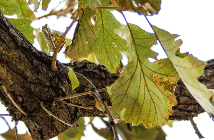 Pest And Disease Bur Oak Blight Banner 1440X500