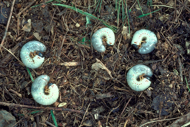 Commercial Blog Pests And Diseases In Your Turf Sideimage6 640X426