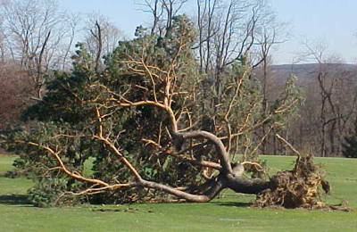 Tree Safety