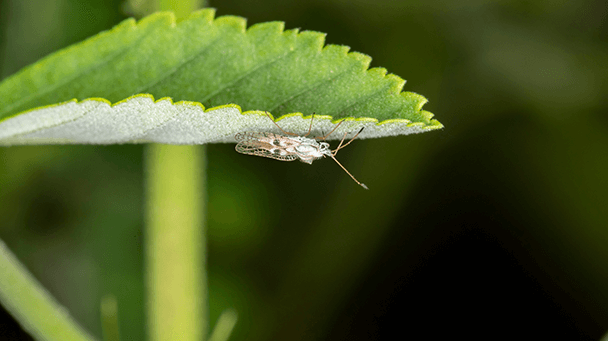 Pest And Disease Lace Bugs Sideimage 608X341