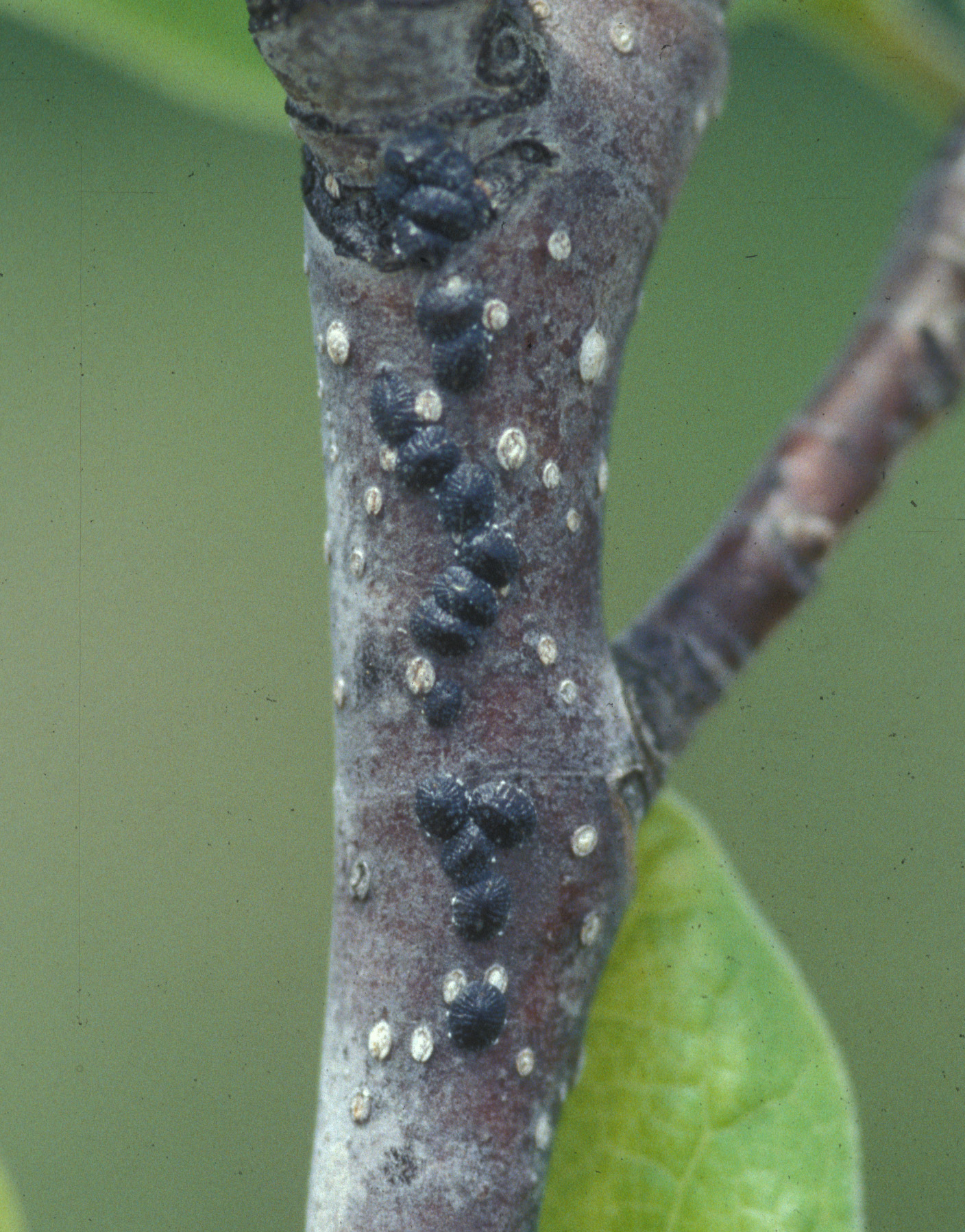 Magnolia Scale Immatures