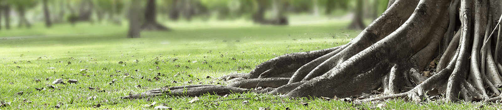 Tree Root Protection & Root Pruning | Davey Tree