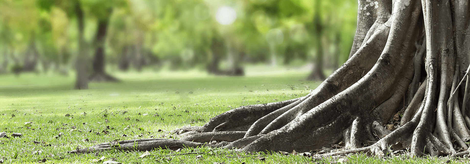 Tree Root Protection & Root Pruning | Davey Tree