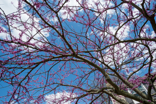 Eastern Redbud tree branches with small, pink flowers underneath a cloudy, blue sky.