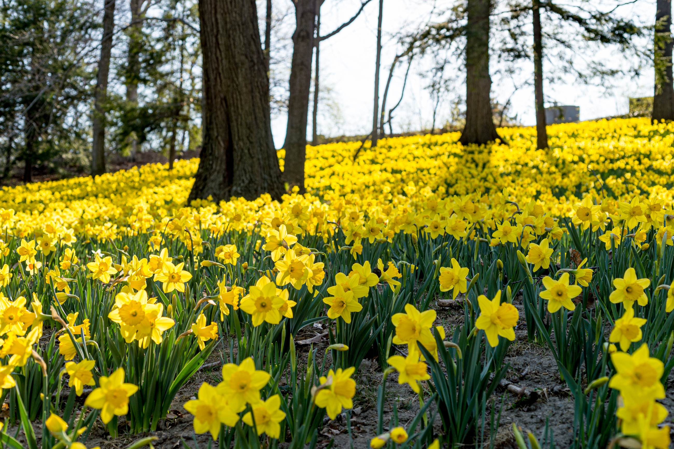 cemetery landscape services