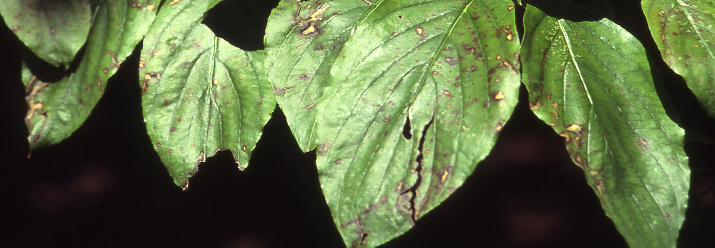 Pest And Disease Dogwood Anthracnose Banner 1440X500