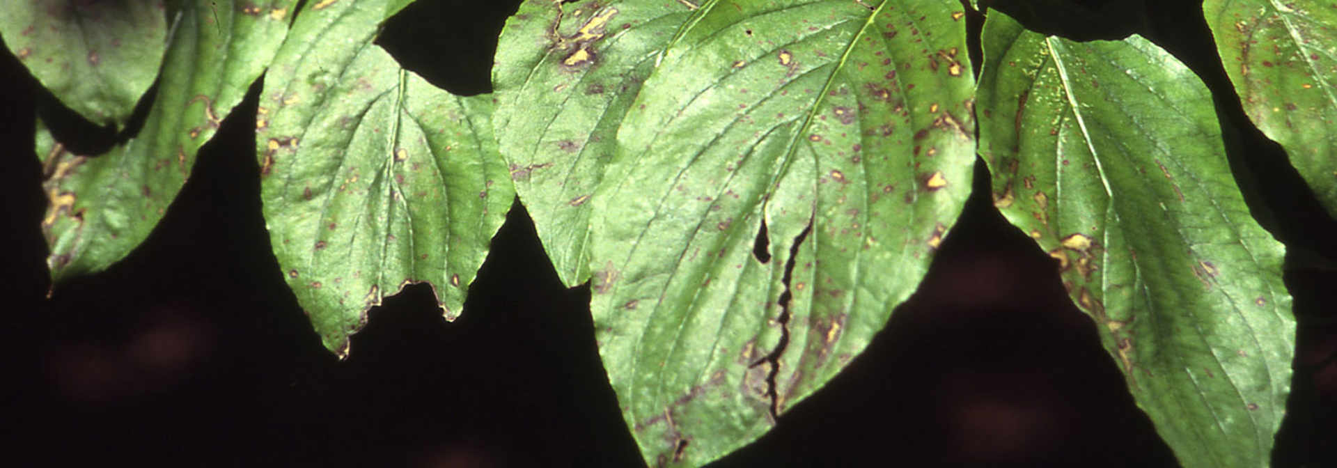 Pest And Disease Dogwood Anthracnose Banner 1440X500