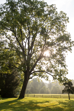 A tall tree with a large canopy standing over a field with sun shining down and through its branches.