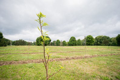 trees being grown at a nursery