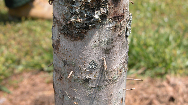 Pest And Resource Center Ambrosia Beetle Sideimage2 608X341