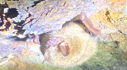 Tri-Colored Bat Closer to Endangered Listing | Davey Tree