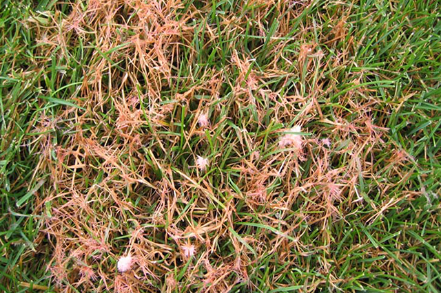 Commercial Blog Pests And Disease In Your Turf Sideimage2 640X426