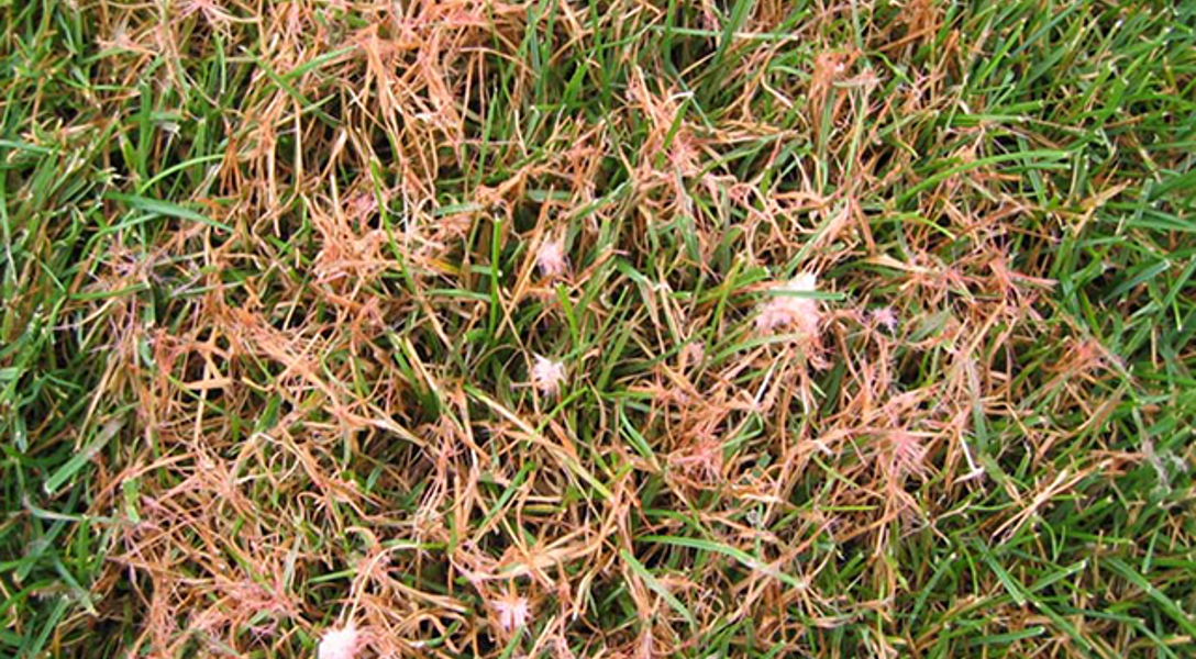 Look Out For Pests & Diseases In Your Turf | Davey Tree