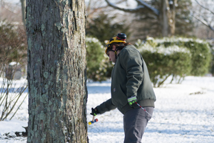 Arborists inspects a tree trunk in the snow
